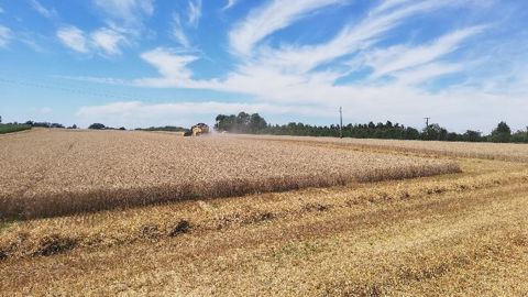Les récoltes progressent à bon rythme dans l'hémisphère Nord. (©@BertrandChevali)
