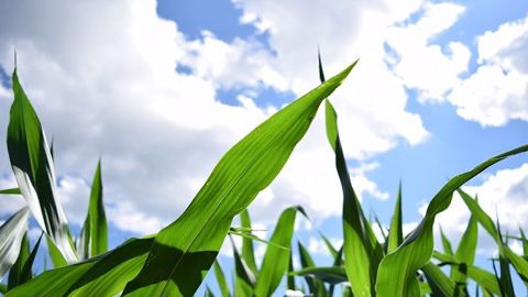 Biocontrôle : l'association IBMA France rappelle que son ambition est de passer le cap des 30 % du marché de la protection des plantes à horizon 2030. (©Pixabay)