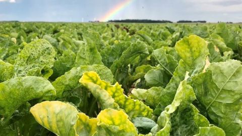 À trois mois de la récolte, la progression de la jaunisse de la betterave dans toutes les régions betteravières est particulièrement alarmante, s'inquiète la CGB (©CGB)