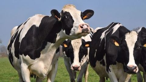 Index hostein (©web-agri.fr) 