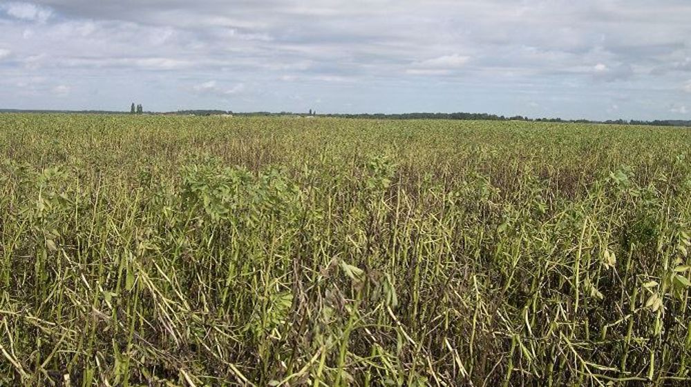 Seul un petit tiers de la SAU française est aujourd’hui couvert par l’assurance multirisques climatiques. (©Ch. Baudart – Arvalis-Institut du végétal)