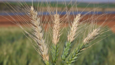 Connue depuis 150 ans sur le riz, la pyriculariose est apparue sur blé en 1985 au Brésil. (©Cimmyt)