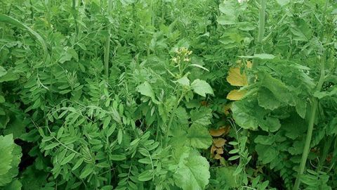 C’est l’espèce présente dans le couvert qui a le plus d’impact sur le rendement du blé. (©Arvalis-Institut du végétal) C’est l’espèce présente dans le couvert qui a le plus d’impact sur le rendement du blé. (©Arvalis-Institut du végétal)
