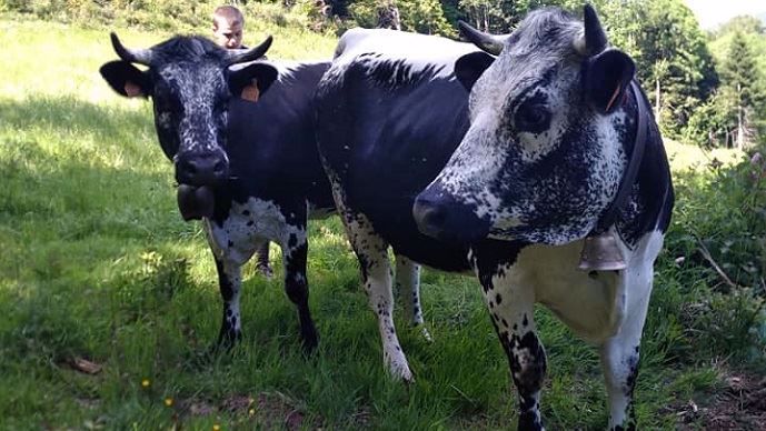 vaches vosgiennes de lionel et laura vaxelaire eleveur