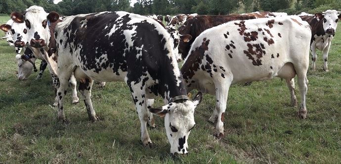 Vaches laitières Normandes
