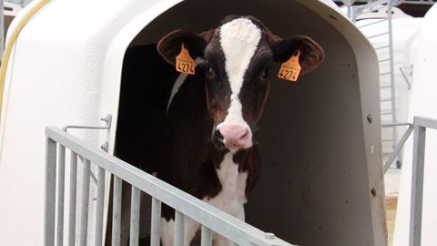 Distribuer plus ou moins de lait aux veaux ? Les essais montrent que la stratégie adoptée n'a pas d'incidence sur le poids à six mois car les animaux peuvent compenser avec les concentrés. En revanche, c'est au niveau du temps de travail que le choix se fait. Distribuer plus ou moins de lait aux veaux ? Les essais montrent que la stratégie adoptée n'a pas d'incidence sur le poids à six mois car les animaux peuvent compenser avec les concentrés. En revanche, c'est au niveau du temps de travail que le choix se fait.