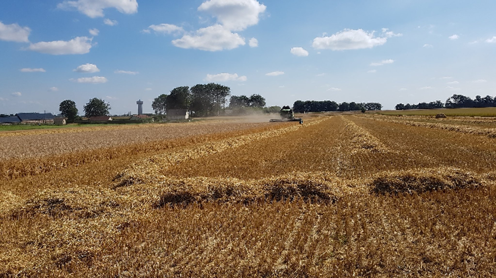 Le rendement prévisionnel de l'orge de printemps est en hausse de 7,8 % par rapport à la moyenne des cinq dernières années. (©@LefezS)
