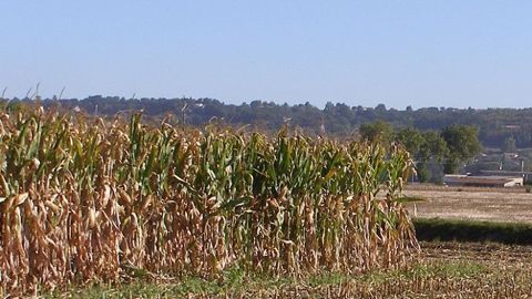  Vendredi, le thermomètre avoisinera 34 à 36°C partout en France, voire 38 à 40°C dans certaines régions. (©Terre-net Média)