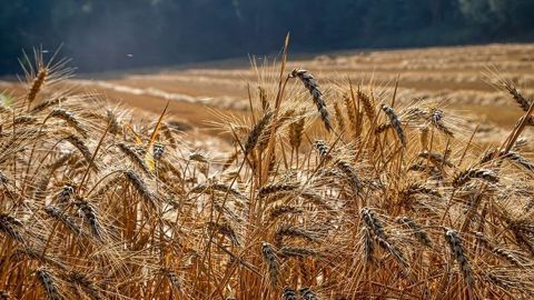 La récolte 2020 de blé russe, encore prévue à 77 millions de tonnes par l'USDA, pourrait être actualisée dans le prochain rapport qui paraîtra ce mercredi. (©Pixabay) La récolte 2020 de blé russe, encore prévue à 77 millions de tonnes par l'USDA, pourrait être actualisée dans le prochain rapport qui paraîtra ce mercredi. (©Pixabay)
