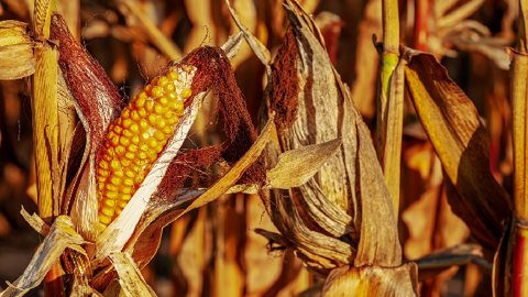 La deuxième récolte brésilienne de maïs, la plus importante, est prévue en hausse de 1,73 million de tonnes d'une année sur l'autre, à presque 75 millions de tonnes. (©Pixabay) La deuxième récolte brésilienne de maïs, la plus importante, est prévue en hausse de 1,73 million de tonnes d'une année sur l'autre, à presque 75 millions de tonnes. (©Pixabay)