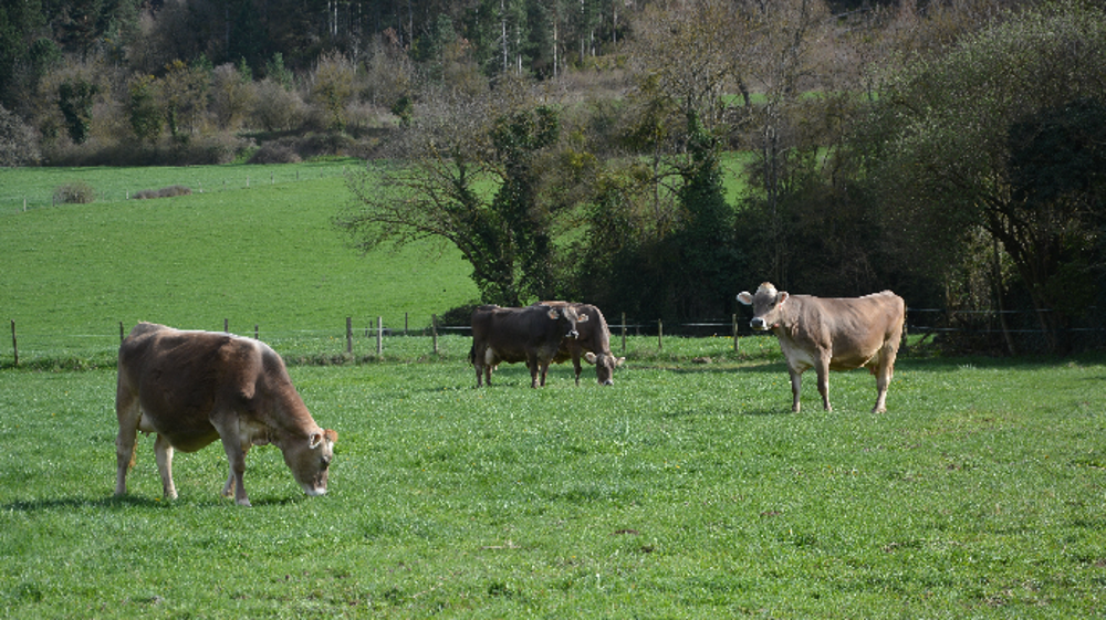 Face à la sécheresse, les éleveurs bénéficieront d'une « reconnaissance de circonstances exceptionnelles ». (©Terre-net Média)