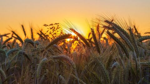  La France a reçu en moyenne 12 mm de pluie seulement en juillet 2020. (©Pixabay)