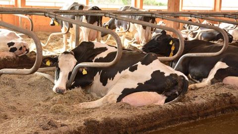 Sous de fortes températures, l'expression des chaleurs et la reproduction des bovins se retrouvent perturbées. (©Terre-net Média) Sous de fortes températures, l'expression des chaleurs et la reproduction des bovins se retrouvent perturbées. (©Terre-net Média)