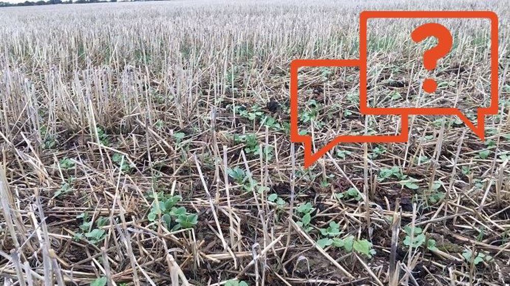 Poursuivre ou non le colza ? Une question très présente sur le terrain pour les semis 2020. (©Jean-Christophe Leicher/Création Terre-net Média)