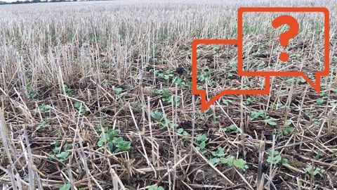 Poursuivre ou non le colza ? Une question très présente sur le terrain pour les semis 2020. (©Jean-Christophe Leicher/Création Terre-net Média)