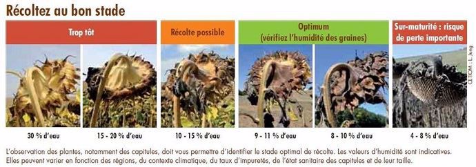Stades récolte tournesol