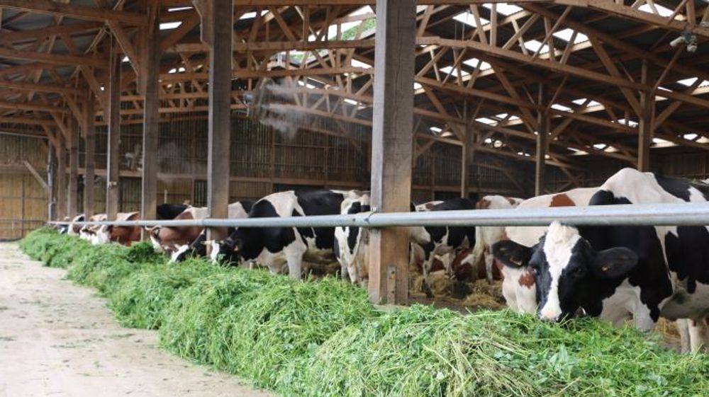 La conception et l'aménagement du bâtiment conditionnent le confort des vaches au quotidien et à chaque étape de leur vie. (©Terre-net Média)