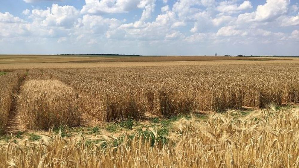 Située à Milly-la-Forêt (Essonne), la plateforme Openfield regroupe 24 essais multi-cultures et multi-factoriels. (©Terre-net Média)