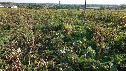 La parcelle d'essai de tournesol résistant au sclérotinia, à Druelle, dans l'Aveyron, détruite dimanche 13 septembre 2020 par des faucheurs volontaires. (©@ClaudeTabel)