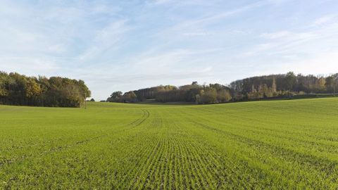 Pour savoir quel produit utiliser à quelle dose, conseille Pierre-Yves Yeme, il faut observer les plantules déjà levées mais surtout, se remémorer l’historique de la parcelle et son niveau d’infestation les années précédentes. (©Bayer)