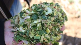 Dès la récolte, Yan Mathioux recommande de prélever un échantillon de maïs frais, le mettre dans un bocal hermétique 8 à 10 jours puis de l'envoyer pour analyse afin de caler la ration sur les valeurs en fermenté le plus rapidement possible. (©Terre-net Média) Dès la récolte, Yan Mathioux recommande de prélever un échantillon de maïs frais, le mettre dans un bocal hermétique 8 à 10 jours puis de l'envoyer pour analyse afin de caler la ration sur les valeurs en fermenté le plus rapidement possible. (©Terre-net Média)