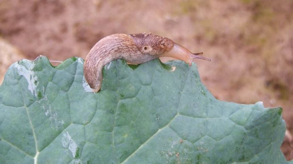 Attention au retour de la pluie, favorable aux limaces, pour les colzas en cours de levée. (©Corteva)