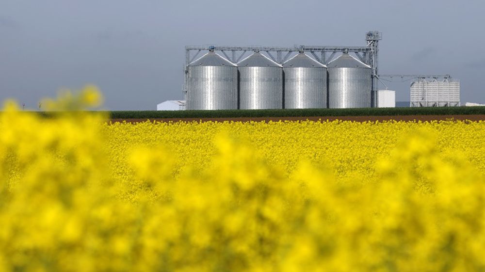 Le groupe coopératif Axéréal annonce vouloir livrer du tournesol à Saipol en récolte 2020, en plus du colza. (©OleoZE)