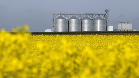 Le groupe coopératif Axéréal annonce vouloir livrer du tournesol à Saipol en récolte 2020, en plus du colza. (©OleoZE)