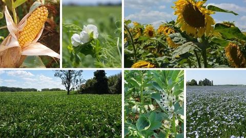 Sur la région Grand Est, la baisse des surfaces de colza par rapport à la campagne passée pourrait avoisiner - 50 %. (©Pixabay/Terre-net Média) Sur la région Grand Est, la baisse des surfaces de colza par rapport à la campagne passée pourrait avoisiner - 50 %. (©Pixabay/Terre-net Média)