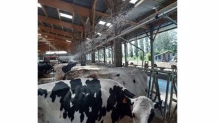 Orela propose un système de douchage des bovins. Il ne s'agit pas de brumisation mais bien de douche pour faire baisser la température du bâtiment mais aussi corporelle pour les animaux. (©Orela) Orela propose un système de douchage des bovins. Il ne s'agit pas de brumisation mais bien de douche pour faire baisser la température du bâtiment mais aussi corporelle pour les animaux. (©Orela)