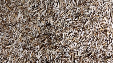 Le miscanthus en litière promet un gain de temps puisqu'on réduit la fréquence de curage. (©Terre-net Média)
