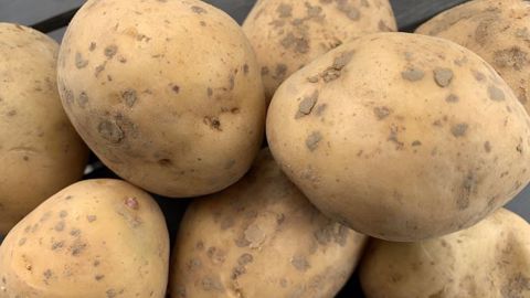 Face à des perspectives de marché incertaines, l'UNPT recommande une diminution de 15 % des surfaces en pommes de terre pour 2021 (©Terre-net Média)
