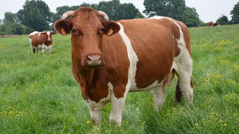 En agriculture biologique, la réglementation impose un accès permanent à des espaces plein air, de préférence des pâturages. (©Terre-net Média)