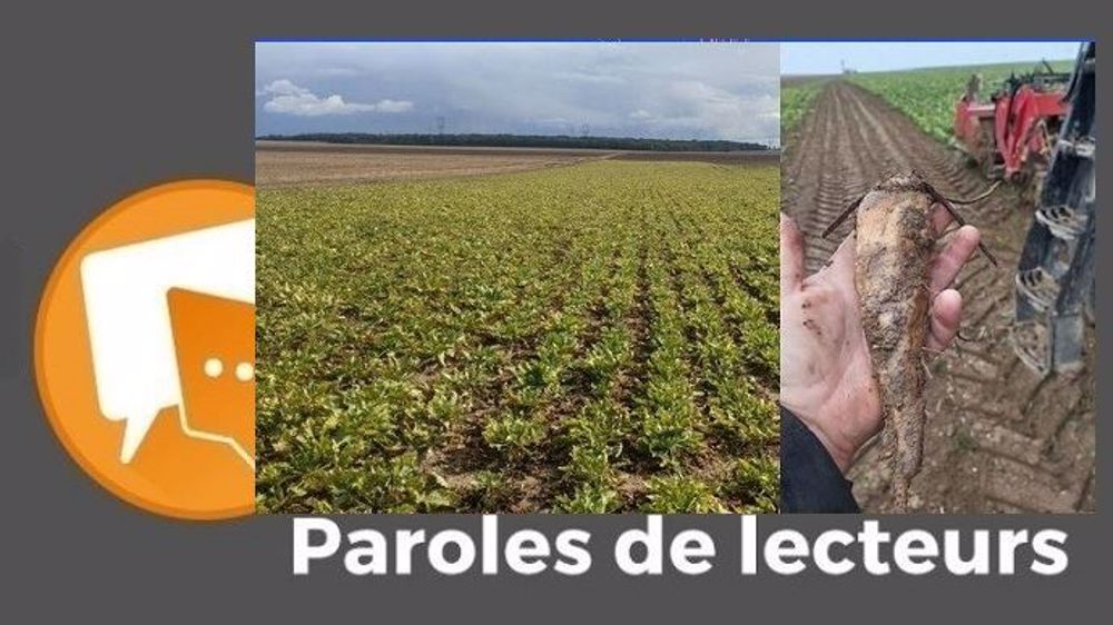 « Bienvenue au sucre de canne ou aux betteraves importées traitées au néonicotinoïdes ! », s'exclament plusieurs lecteurs de Terre-net. (©<a href="https://twitter.com/RemDumDum" title="Profil Twitter de @RemDumDum" target="_blank">RemDumDum</a> et <a href="https://twitter.com/BollaertEddy?ref_src=twsrc%5Etfw%7Ctwcamp%5Etweetembed%7Ctwterm%5E1311579383128379393%7Ctwgr%5Eshare_3&ref_url=https%3A%2F%2Fwww.terre-net.fr%2Fencours