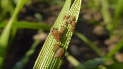  Les dégâts de JNO ont rarement été aussi visibles lors de la campagne 2019/2020. (©Arvalis-Institut du végétal)