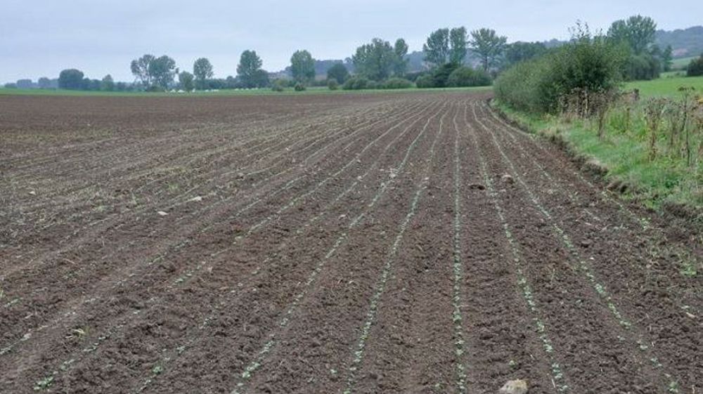 Pour Terres Inovia, la décision de conserver son colza est à considérer en fonction de l'état du colza, du risque historique ravageurs et du potentiel de la parcelle. (©Laurent Jung/Terres Inovia)