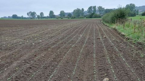 Pour Terres Inovia, la décision de conserver son colza est à considérer en fonction de l'état du colza, du risque historique ravageurs et du potentiel de la parcelle. (©Laurent Jung/Terres Inovia)