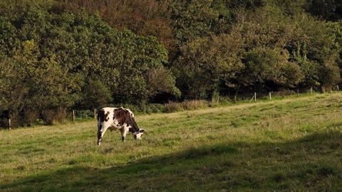 La digestion (et donc la productivité des bovins) dépend de la qualité du fourrage apporté, rappelle le Gnis. (©Terre-net Média) La digestion (et donc la productivité des bovins) dépend de la qualité du fourrage apporté, rappelle le Gnis. (©Terre-net Média)