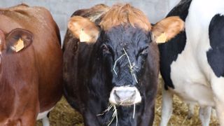 Le croisement 3 voies en élevage laitier donne des animaux plus robustes et efficaces. La dernière étude sur le Procross le prouve : jusqu'à 33 % de profit en plus sur le troupeau. (©Terre-net Média) Le croisement 3 voies en élevage laitier donne des animaux plus robustes et efficaces. La dernière étude sur le Procross le prouve : jusqu'à 33 % de profit en plus sur le troupeau. (©Terre-net Média)