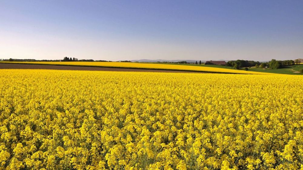 La floraison est une période où le colza est très sensible au stress hydrique. (©Image par <a href="https://pixabay.com/fr/users/shogun-1310047/?utm_source=link-attribution&utm_medium=referral&utm_campaign=image&utm_content=3369349">Karl Egger</a> de <a href="https://pixabay.com/fr/?utm_source=link-attribution&utm_medium=referral&utm_campaign=image&utm_content=3369349">Pixabay</a>)