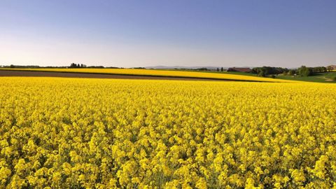 La floraison est une période où le colza est très sensible au stress hydrique. (©Image par <a href="https://pixabay.com/fr/users/shogun-1310047/?utm_source=link-attribution&utm_medium=referral&utm_campaign=image&utm_content=3369349">Karl Egger</a> de <a href="https://pixabay.com/fr/?utm_source=link-attribution&utm_medium=referral&utm_campaign=image&utm_content=3369349">Pixabay</a>) La floraison est une période où le colza est très sensible au stress hydrique. (©Image par <a href="https://pixabay.com/fr/users/shogun-1310047/?utm_source=link-attribution&utm_medium=referral&utm_campaign=image&utm_content=3369349">Karl Egger</a> de <a href="https://pixabay.com/fr/?utm_source=link-attribution&utm_medium=referral&utm_campaign=image&utm_content=3369349">Pixabay</a>)