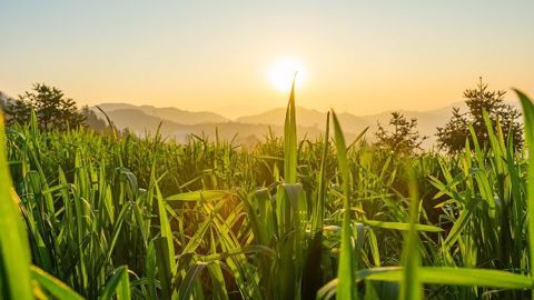 Que sont devenus les stocks record de maïs évoqués par le gouvernement chinois depuis des années ? Le niveau d'importations chinoises de céréales pose toujours question. (©Pixabay)