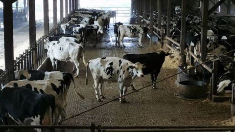 Le troupeau laitier a nettement chuté en production depuis deux ans. Dépassant les 30 kg en 2018, il est aujourd'hui à 21 kg/vache/j, et ce sans explications précises. (©Gaec Alletru) Le troupeau laitier a nettement chuté en production depuis deux ans. Dépassant les 30 kg en 2018, il est aujourd'hui à 21 kg/vache/j, et ce sans explications précises. (©Gaec Alletru)