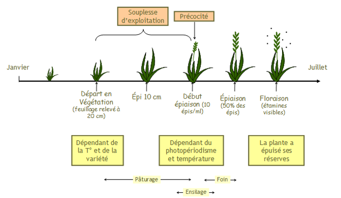Stades d'une graminée fourragère