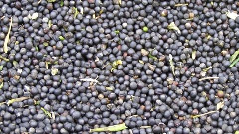 1,6 Mt de soja américain ont été exportées en une semaine. (©Terre-net Média)