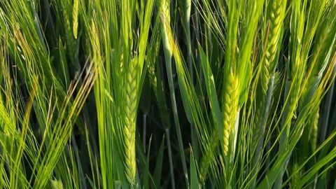 Selon Arvalis, cette pratique doit essentiellement être développée dans les milieux pédoclimatiques pouvant en tirer profit : sols superficiels ou parcelles non irriguées et où le risque de gel hivernal est limité ». (©Eddy Bollaert)