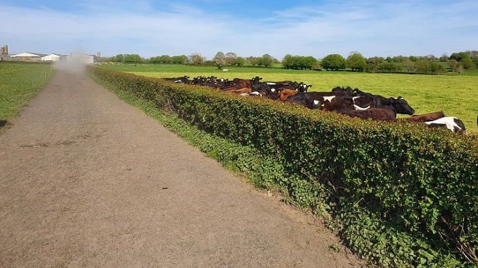 Chemin d'accès au pâturage