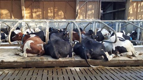 Logettes bien réglées, vaches bien couchées