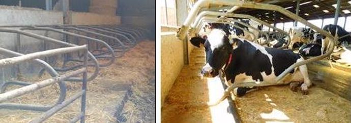 Logettes pour vaches laitières