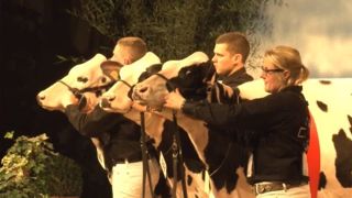 Les trois championnes génisses de la Nuit de la Holstein 2015.
